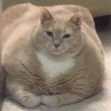 Heckin Chonker